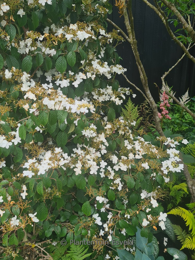 Viburnum plicatum 'Watanabe'