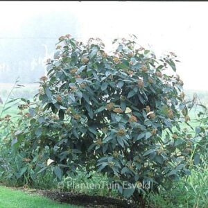 Viburnum rhytidophylloides 'Holland'