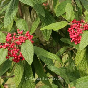 Viburnum rhytidophyllum