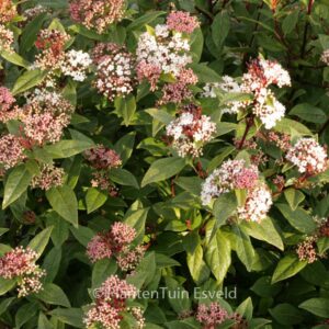 Viburnum tinus 'Anvi' (SPIRIT)