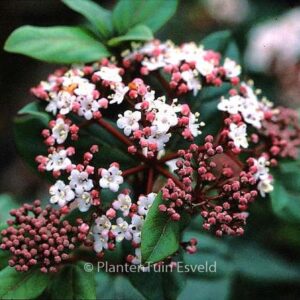 Viburnum tinus 'Gwenlian'