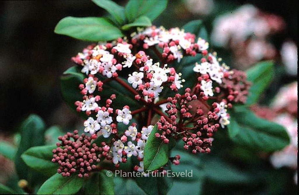 Viburnum tinus 'Gwenlian'
