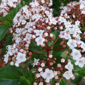 Viburnum tinus 'Loren' (LISAROSE)