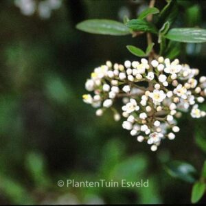 Viburnum utile