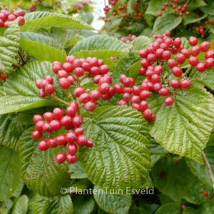 Viburnum wrightii
