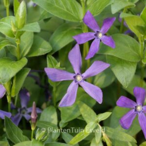 Vinca major