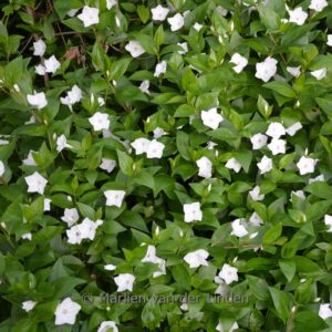 Vinca major 'Alba'