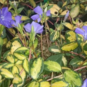 Vinca minor 'Cahill' (ILLUMINATION)