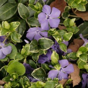 Vinca minor 'Ralph Shugert'