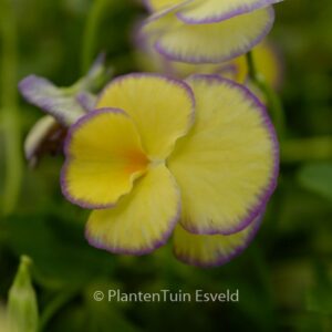 Viola 'Etain'