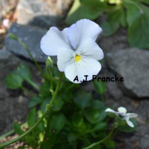 Viola 'Milkmaid'