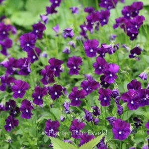 Viola 'Roem van Aalsmeer'