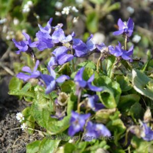 Viola odorata 'Koenigin Charlotte'