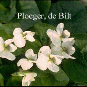 Viola sororia 'Albiflora'