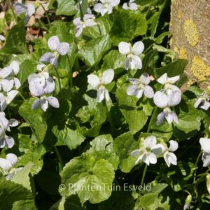 Viola sororia 'Freckles'