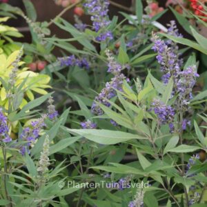 Vitex agnus-castus 'PIIVAC-I' (FIRST EDITIONS DELTA BLUES)