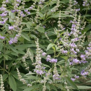 Vitex agnus-castus latifolia