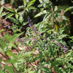 Vitex negundo 'Cannabifolia'