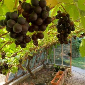 Vitis 'Frankenthaler'