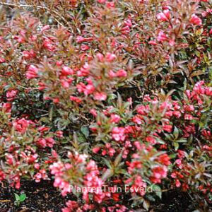 Weigela 'Naomi Campbell'