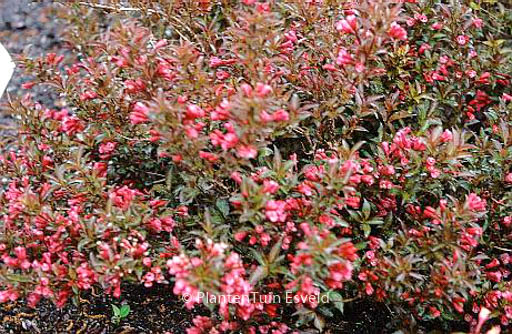 Weigela 'Bokrashine' (NAOMI CAMPBELL)