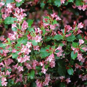 Weigela 'Bouquet Rose'