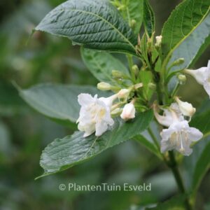 Weigela 'Bristol Snowflake'