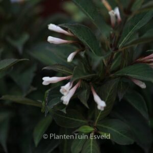 Weigela 'Black and White'