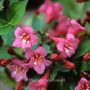 Weigela 'Evita'