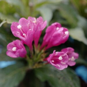 Weigela 'JS4' (BIG LOVE)