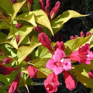 Weigela 'Newzako' (JEAN'S GOLD)