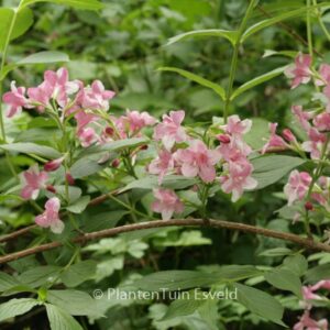 Weigela 'Rosea'