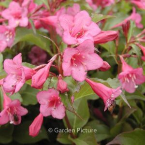Weigela 'Rumba'