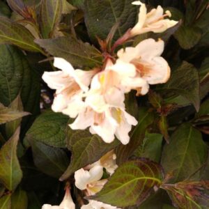 Weigela 'Velda' (EBONY AND IVORY)