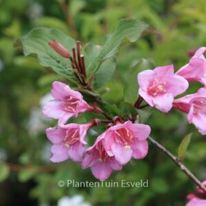 Weigela florida