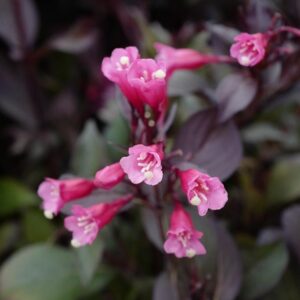 Weigela florida 'Alexandra' (WINE AND ROSES)