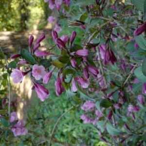 Weigela florida 'Foliis Purpureus'
