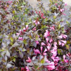 Weigela florida 'Nana Purpurea'