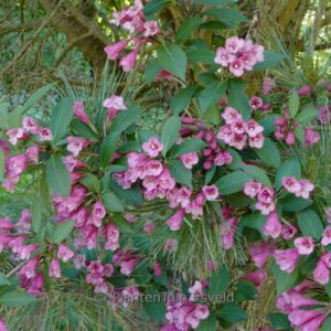Weigela florida 'Victoria'