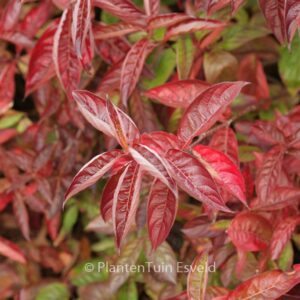 Weigela florida 'Wings of Fire'