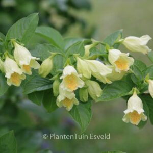 Weigela middendorffiana