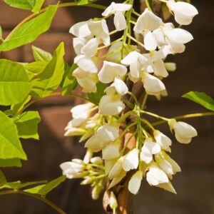 Wisteria brachybotrys 'Alba'