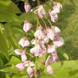 Wisteria brachybotrys 'Showa-beni'