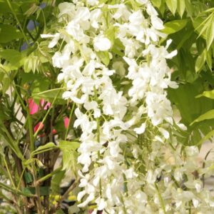Wisteria floribunda 'Alba'