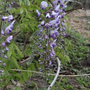 Wisteria floribunda 'Burford'