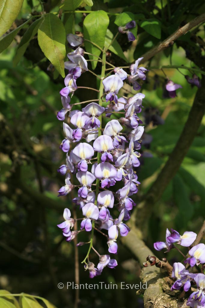 Wisteria floribunda 'Domino'