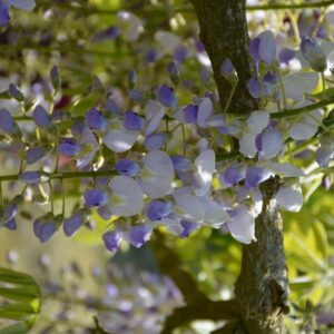 Wisteria floribunda 'Ebicha'
