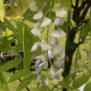 Wisteria floribunda 'Eranthema'