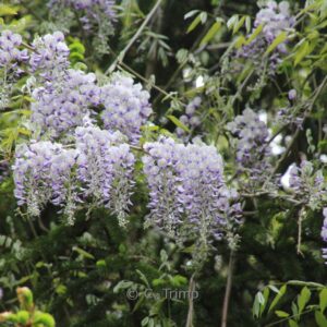 Wisteria floribunda 'Issai-naga' (Issai Perfect)