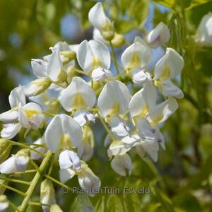 Wisteria floribunda 'Mon Blanc'